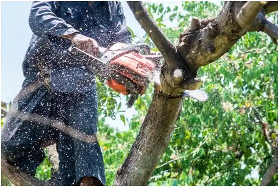 tree services Menomonie